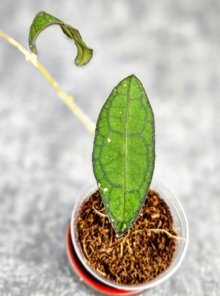 Hoya Clemensiorum Sumatra  #001   