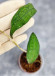 Hoya Clemensiorum Sumatra  #001   