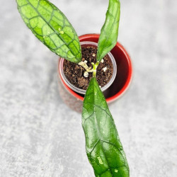 Hoya Clemensiorum Sarawak #002    