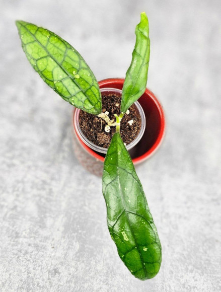 Hoya Clemensiorum Sarawak #002    