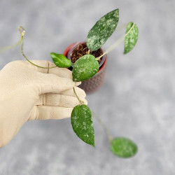 Hoya Caudata Aceh  High Splash 