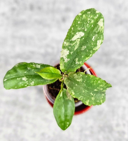 Hoya Undulata Silver Purpul    