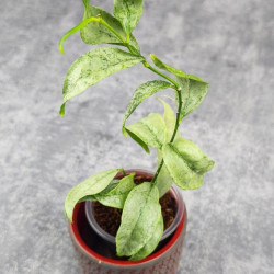 Hoya Amicabilis Silver  