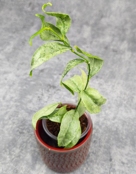 Hoya Amicabilis Silver  