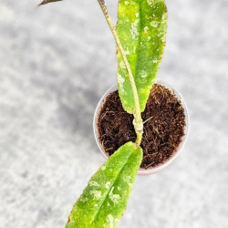 Hoya Undulata Red Leaf 