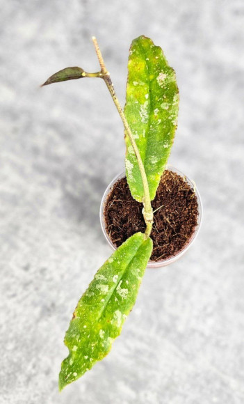 Hoya Undulata Red Leaf Hoya Undulata Red Leaf