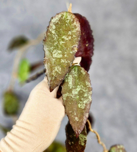 Hoya Caudata Aceh Red Big Leaf Hoya Caudata Aceh Red Big Leaf