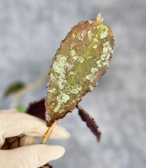 Hoya Caudata Aceh Red Big Leaf Hoya Caudata Aceh Red Big Leaf