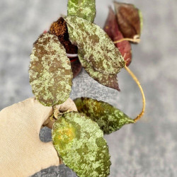 Hoya Caudata Aceh Red Big Leaf  