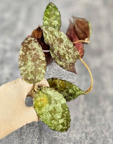 Hoya Caudata Aceh Red Big Leaf Hoya Caudata Aceh Red Big Leaf