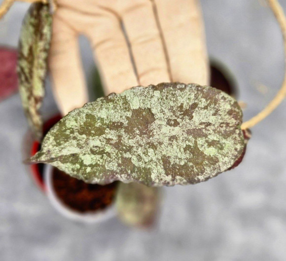 Hoya Caudata Aceh Red Big Leaf Hoya Caudata Aceh Red Big Leaf