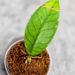 Hoya Sp. Aceh Badak Uken 