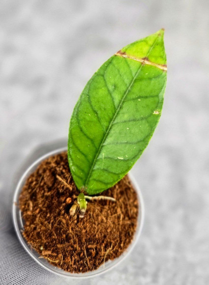 Hoya Sp. Aceh Badak Uken 