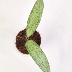 Hoya Sp Bengkulu Silver  