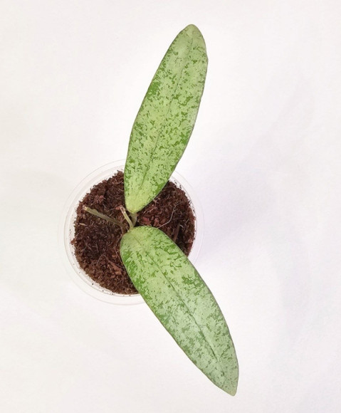 Hoya Sp Bengkulu Silver  