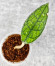 Hoya Clemensiorum Aceh #003    