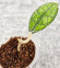 Hoya Clemensiorum Aceh #003    