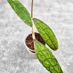 Hoya Clemensiorum Aceh #026          