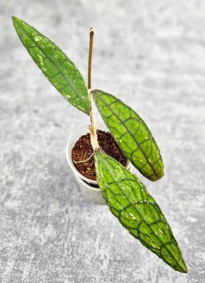 Hoya Clemensiorum Aceh #026          