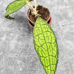 Hoya Clemensiorum Aceh ar #134