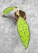 Hoya Clemensiorum Aceh ar #134