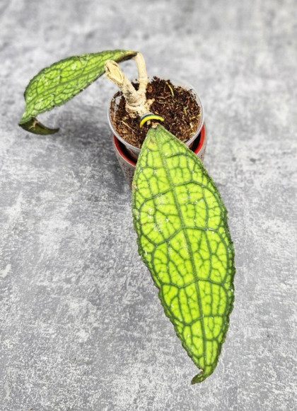 Hoya Clemensiorum Aceh ar #134