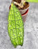 Hoya Clemensiorum Aceh ar #134