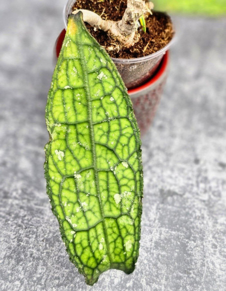 Hoya Clemensiorum Aceh ar #134 Hoya Clemensiorum Aceh ar #134