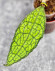 Hoya Clemensiorum Aceh ar #134