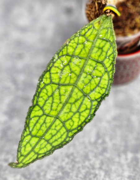 Hoya Clemensiorum Aceh ar #134 Hoya Clemensiorum Aceh ar #134