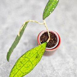 Hoya Clemensiorum Sumatra  #001   