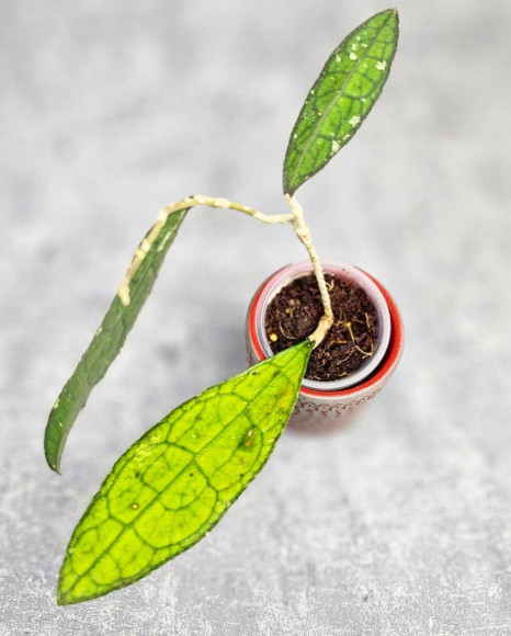 Hoya Clemensiorum Sumatra  #001   