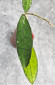 Hoya Clemensiorum Sumatra  #001   