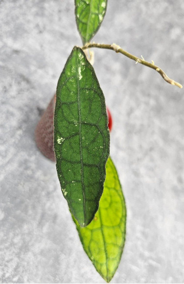 Hoya Clemensiorum Sumatra #001 Hoya Clemensiorum Sumatra #001