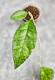Hoya Clemensiorum Sarawak #002     