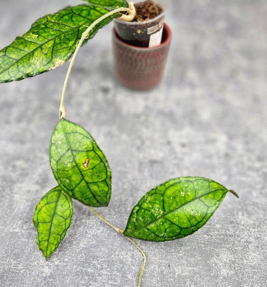 Hoya Clemensiorum Sarawak #002     