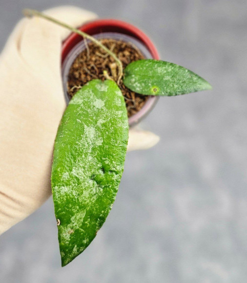 Hoya Caudata Aceh Hoya Caudata Aceh