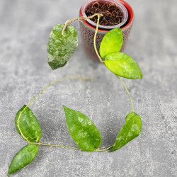 Hoya Caudata Aceh  High Splash  