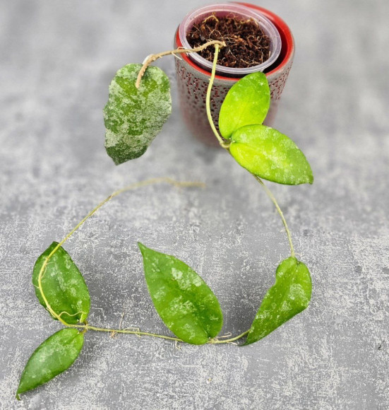 Hoya Caudata Aceh High Splash Hoya Caudata Aceh High Splash