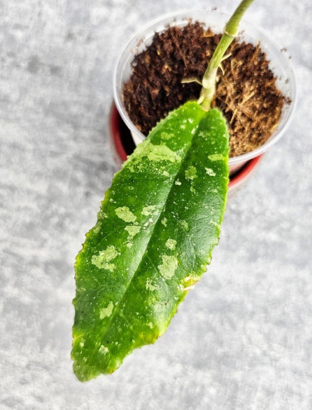 Hoya Undulata Silver Purpul  