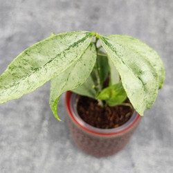 Hoya Amicabilis Silver  