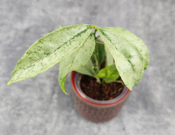 Hoya Amicabilis Silver  