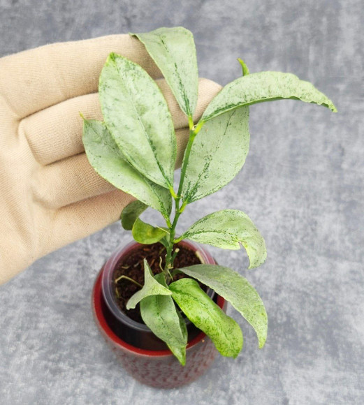 Hoya Amicabilis Silver  