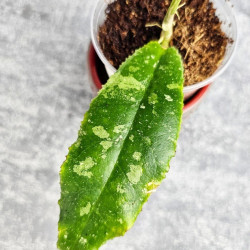 Hoya Undulata Red Leaf 