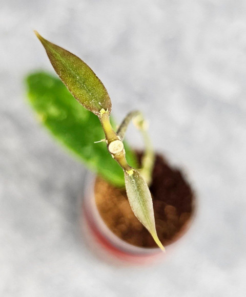 Hoya Undulata Red Leaf Hoya Undulata Red Leaf