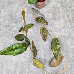 Hoya Caudata Aceh Red Big Leaf  