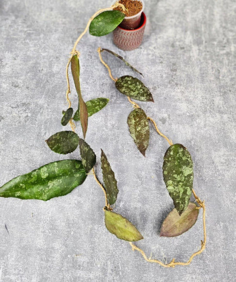 Hoya Caudata Aceh Red Big Leaf Hoya Caudata Aceh Red Big Leaf