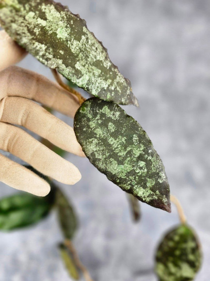 Hoya Caudata Aceh Red Big Leaf Hoya Caudata Aceh Red Big Leaf