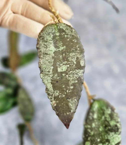 Hoya Caudata Aceh Red Big Leaf Hoya Caudata Aceh Red Big Leaf