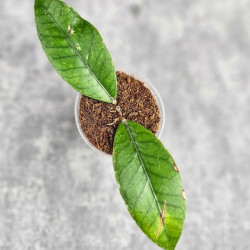 Hoya Sp. Aceh Badak Uken 